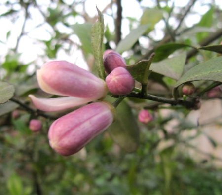 Ngỡ ngàng vẻ đẹp hoa chanh - 1