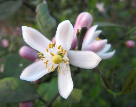 Ngỡ ngàng vẻ đẹp hoa chanh - 19