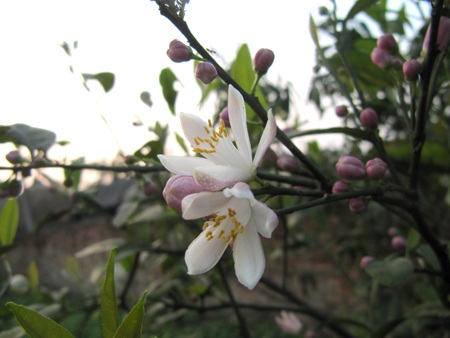 Ngỡ ngàng vẻ đẹp hoa chanh - 20