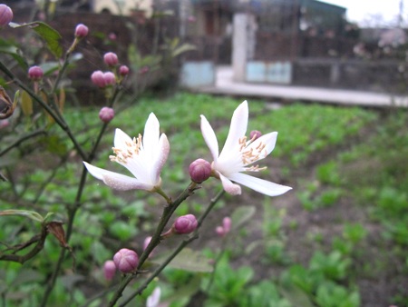 Ngỡ ngàng vẻ đẹp hoa chanh - 4