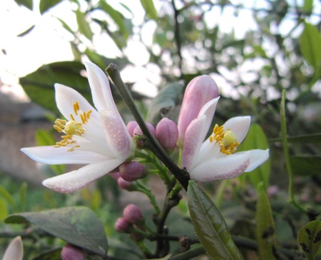 Ngỡ ngàng vẻ đẹp hoa chanh - 21