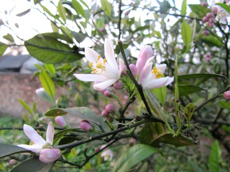 Ngỡ ngàng vẻ đẹp hoa chanh - 22