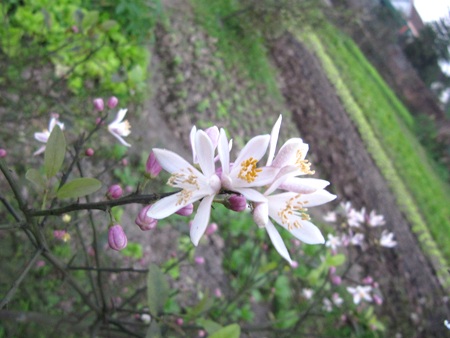 Ngỡ ngàng vẻ đẹp hoa chanh - 23