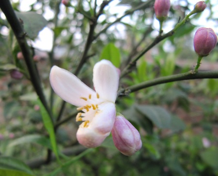 Ngỡ ngàng vẻ đẹp hoa chanh - 2