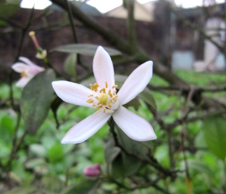 Ngỡ ngàng vẻ đẹp hoa chanh - 5