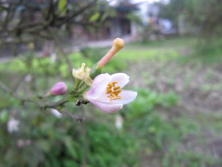 Ngỡ ngàng vẻ đẹp hoa chanh - 3