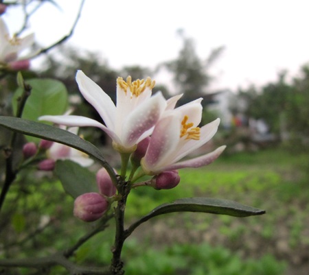 Ngỡ ngàng vẻ đẹp hoa chanh - 6