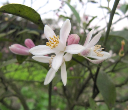 Ngỡ ngàng vẻ đẹp hoa chanh - 7