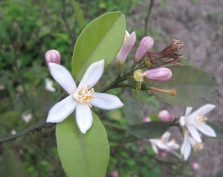 Ngỡ ngàng vẻ đẹp hoa chanh - 8