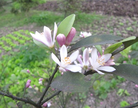 Ngỡ ngàng vẻ đẹp hoa chanh - 9