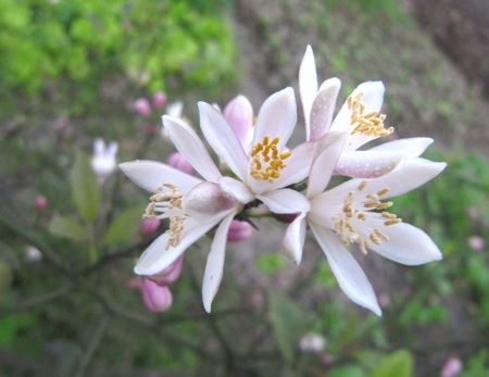 Ngỡ ngàng vẻ đẹp hoa chanh - 11