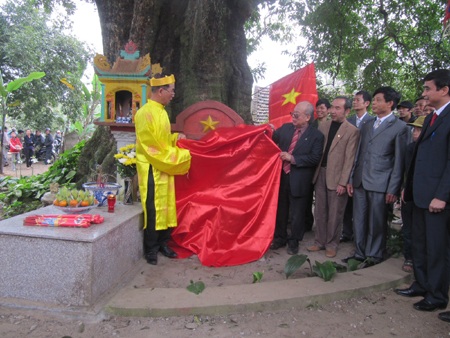 5 cây thị cổ đón bằng công nhận Cây Di sản Việt Nam - 3 5 cây thị cổ đón bằng công nhận Cây Di sản Việt Nam