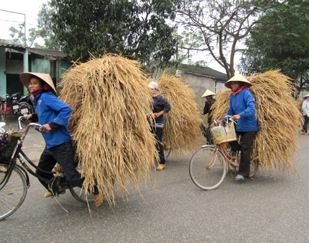 Hết lúa lại đi bán rơm...