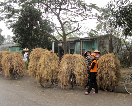 Hết lúa lại đi bán rơm...