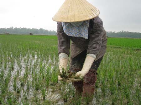 "Trắng đồng" vì thuốc bảo vệ thực vật - 1 Trắng đồng vì thuốc bảo vệ thực vật