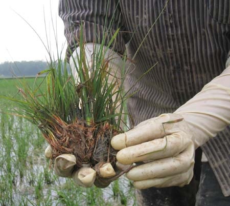 "Trắng đồng" vì thuốc bảo vệ thực vật - 2 Trắng đồng vì thuốc bảo vệ thực vật