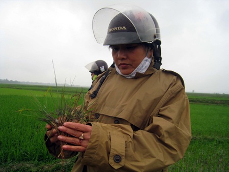 "Trắng đồng" vì thuốc bảo vệ thực vật - 3 Trắng đồng vì thuốc bảo vệ thực vật