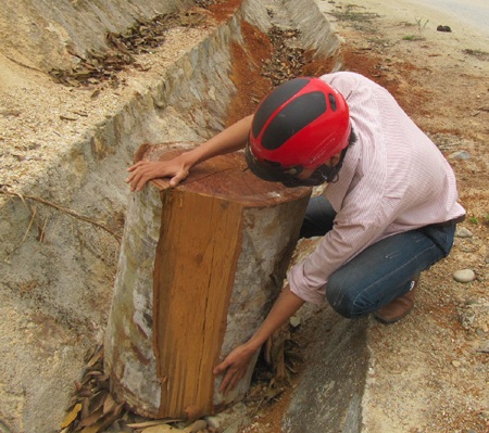 Hãi hùng một chuyến đột nhập “rừng gỗ lậu” - 2 Hãi hùng một chuyến đột nhập “rừng gỗ lậu”