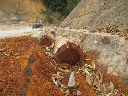 Hãi hùng một chuyến đột nhập “rừng gỗ lậu” - 1 Hãi hùng một chuyến đột nhập “rừng gỗ lậu”