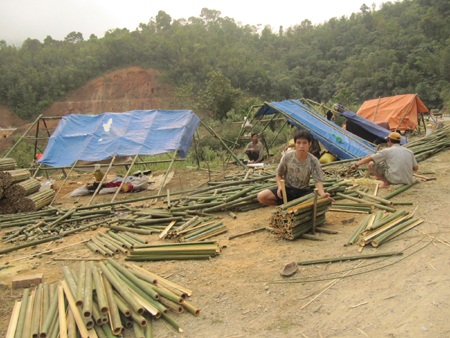 Ngược núi chặt luồng cứu đói