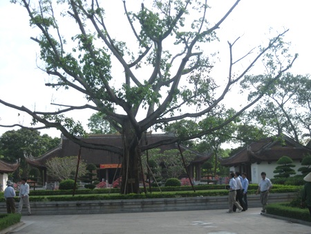 “Bắt bệnh”, chữa trị cho cây đa của Cố TBT Trường Chinh - 1 “Bắt bệnh”, chữa trị cho cây đa của Cố TBT Trường Chinh
