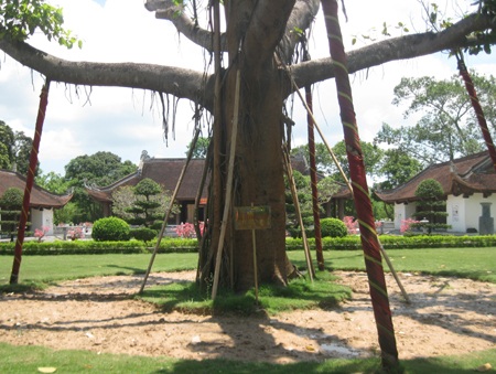 “Bắt bệnh”, chữa trị cho cây đa của Cố TBT Trường Chinh - 2 “Bắt bệnh”, chữa trị cho cây đa của Cố TBT Trường Chinh