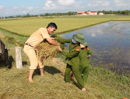 Sức trẻ trên những cánh đồng lũ - 6 Đoàn viên Công an tỉnh Nghệ An gặt lúa giúp nông dân xã Hưng Thông