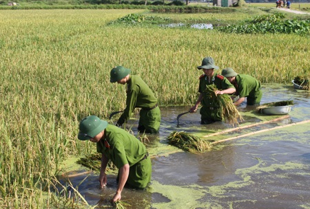 Sức trẻ trên những cánh đồng lũ - 5 Đoàn viên Công an tỉnh Nghệ An gặt lúa giúp nông dân xã Hưng Thông