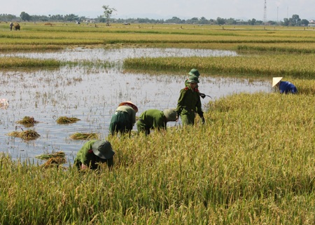 Sức trẻ trên những cánh đồng lũ - 9 Tình quân dân trong lũ