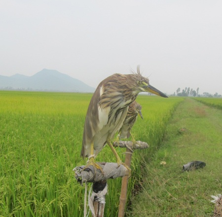 Mùa "tận diệt" chim trời - 3 Mùa "tận diệt" chim trời - 3
