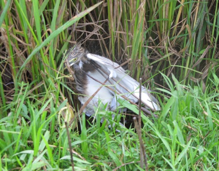 Mùa "tận diệt" chim trời - 1 Mùa "tận diệt" chim trời - 1