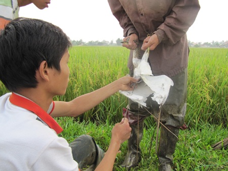 Mùa "tận diệt" chim trời - 10 Mùa "tận diệt" chim trời - 10