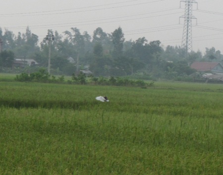 Mùa "tận diệt" chim trời - 7 Mùa "tận diệt" chim trời - 7