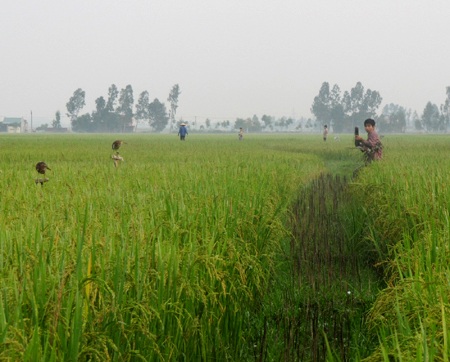 Mùa "tận diệt" chim trời - 4 Mùa "tận diệt" chim trời - 4