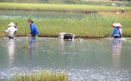 Mùa lúa đắng - 3