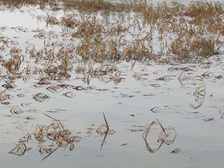 Mùa lúa đắng - 1