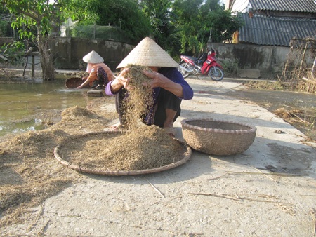 Mùa lúa đắng - 4