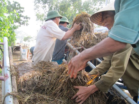 Mùa lúa đắng - 6
