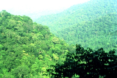 Hàng trăm cán bộ giữ rừng lay lắt sống vì không có nguồn lương - 3 Hàng trăm cán bộ giữ rừng lay lắt sống vì không có nguồn lương - 3