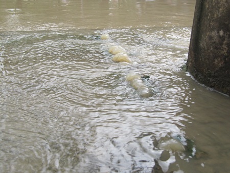 Trời không mưa, đường vẫn ngập - 3