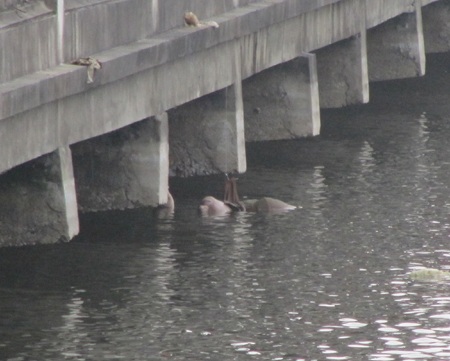 Tắc nghẽn giao thông vì phát hiện xác chết dưới hồ - 2 Tắc nghẽn giao thông vì phát hiện xác chết dưới hồ - 2