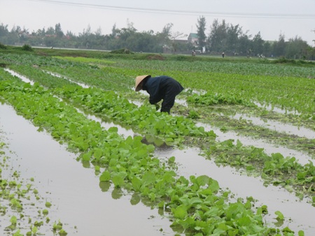 Người trồng rau "khóc ròng" vì mưa lớn trái mùa - 1 Người trồng rau "khóc ròng" vì mưa lớn trái mùa - 1