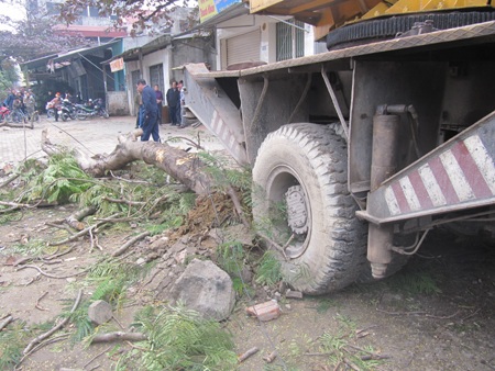 Bị cành cây rơi trúng đầu, tử vong tại chỗ - 6