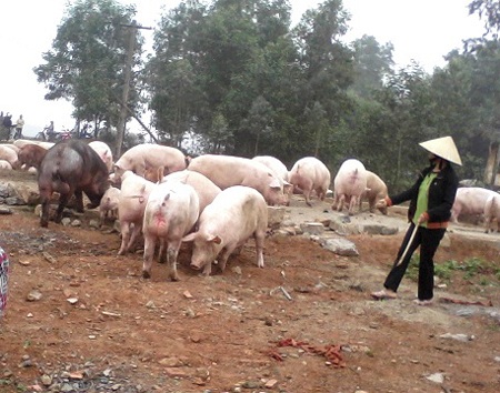 Dân bao vây trại lợn ô nhiễm, thả hàng nghìn con lợn ra đồng - 6