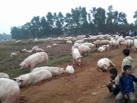 Dân bao vây trại lợn ô nhiễm, thả hàng nghìn con lợn ra đồng - 9