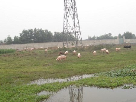 Dân bao vây trại lợn ô nhiễm, thả hàng nghìn con lợn ra đồng - 10