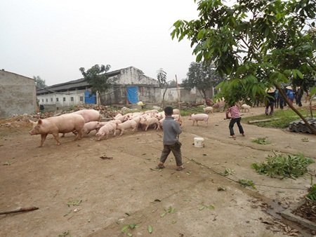 Dân bao vây trại lợn ô nhiễm, thả hàng nghìn con lợn ra đồng - 8