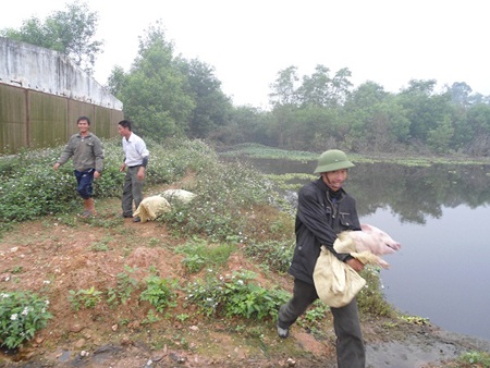Dân bao vây trại lợn ô nhiễm, thả hàng nghìn con lợn ra đồng - 7
