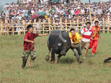 Hơn 2 vạn khán giả chen chân xem chọi trâu - 20 Các nài trâu rất vất vả để khống chế chú trâu đang say chiến