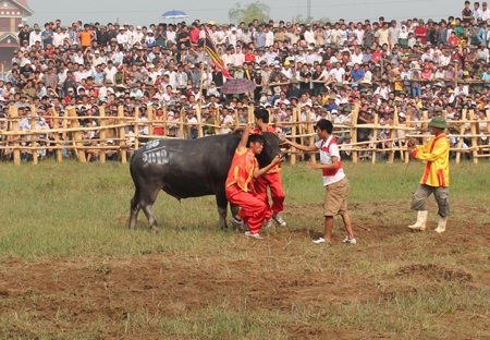 Hơn 2 vạn khán giả chen chân xem chọi trâu - 22 Bằng ngón nghề của nài, các chú trâu đã trở nên ngoan ngoãn hơn